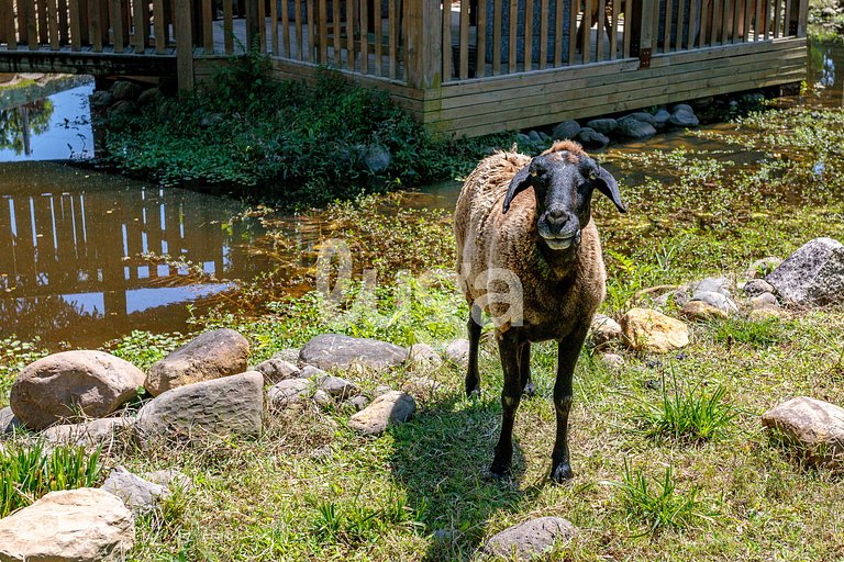 Vieira Eco Inn – Deluxe Suite Nilza #1