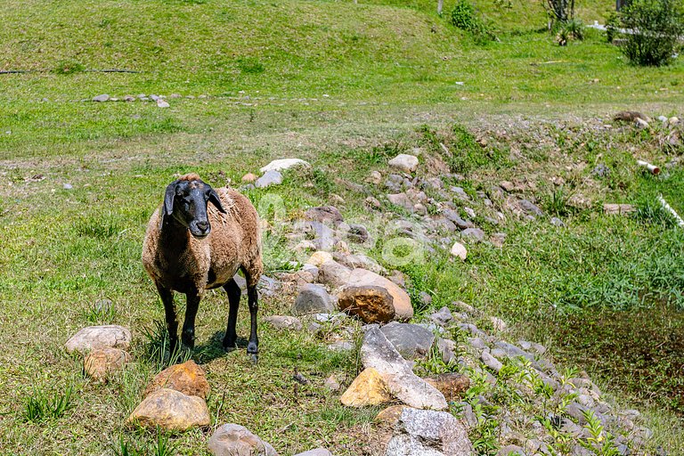 Vieira Eco Inn – Deluxe Suite Vanio #2